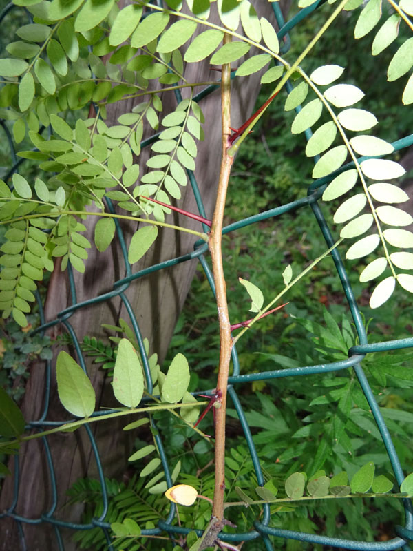 Gleditsia triacanthos var. inermis - Fabaceae